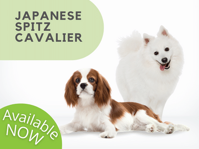 Puppies Australia Japanese Spitz Cavalier Available Now