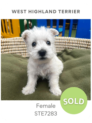 Puppies Australia Westie Poodle puppy for sale