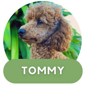 Puppies Australia Poodle Sire Tommy