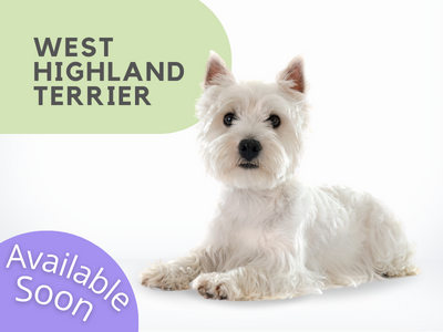 Puppies Australia West Highland Terrier Available Now