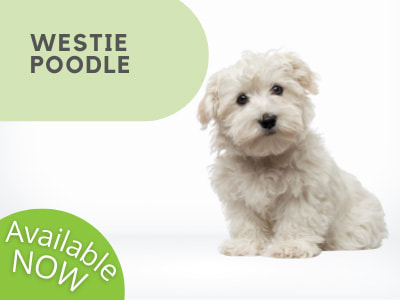 Puppies Australia Westie Poodle Available Now